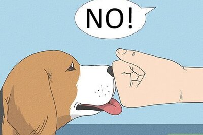 How to Tell Your Dog No
