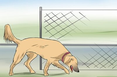 How to Keep Dogs out of Flower Beds