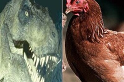 Chickens were dinosaurs once: study