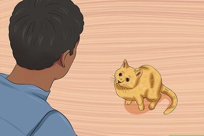 How to Take Care of a Stray Cat