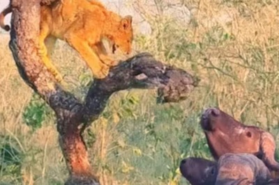 Lion Cub Climbs Tree To Escape Attack From 1000 Buffaloes. Watch What Happened Next