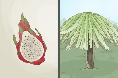 How to Plant Dragon Fruit