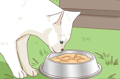 How to Take in a Stray Cat