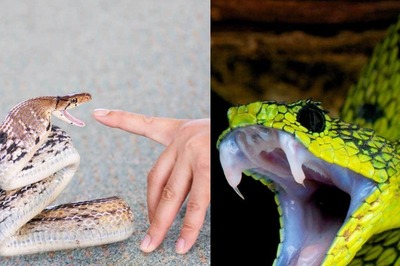 Snakebite a ‘Disease’ of Poverty: ICMR Has a Plan to Help WHO Achieve Its Goal to Cut Deaths by Half