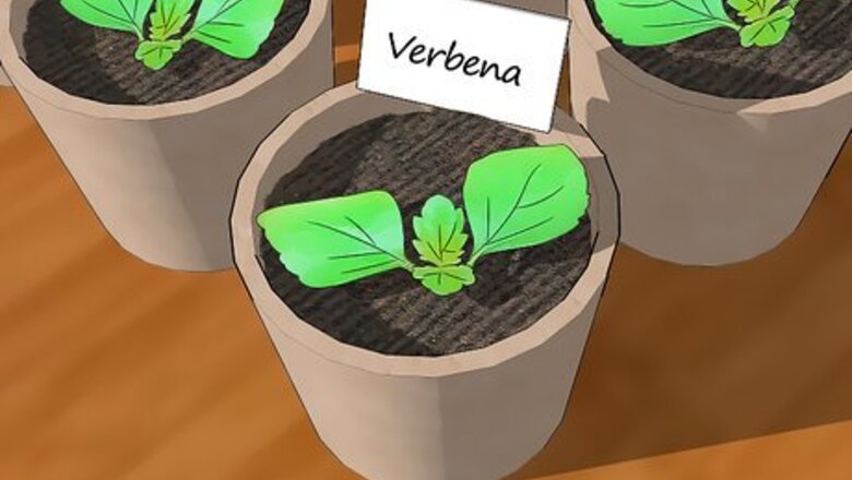 How to Grow Verbena