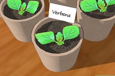 How to Grow Verbena