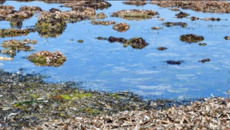'Lungs of the Mediterranean' in Tunisia at Risk Due to Climate Change
