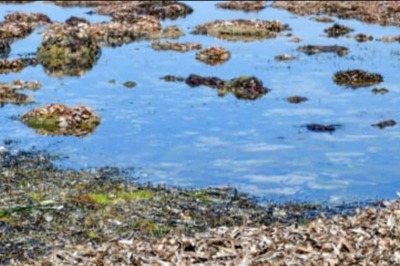 'Lungs of the Mediterranean' in Tunisia at Risk Due to Climate Change