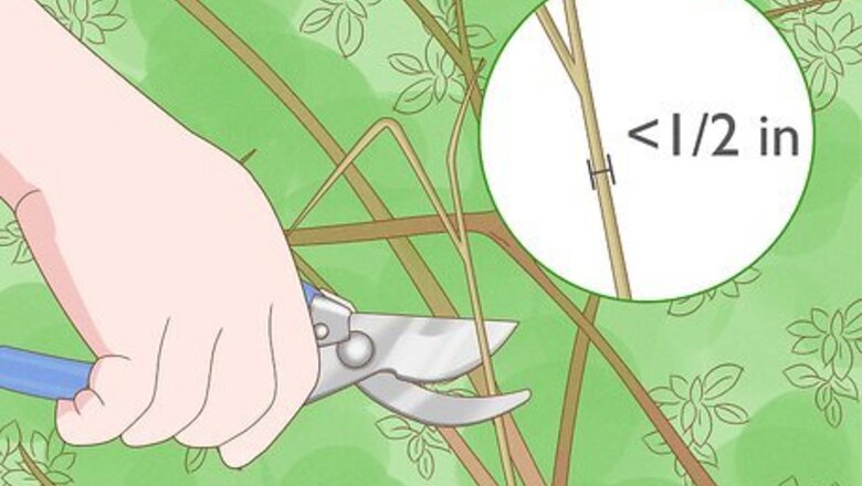 How to Properly Prune a Satsuma Tree