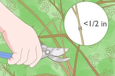 How to Properly Prune a Satsuma Tree