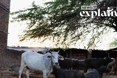 BJP-Congress Slugfest Over Anti-Cow Slaughter Law in Karnataka: What's the Row? EXPLAINED