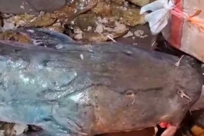 Rare 70 kg Tiger Fish Hits Bengal's Jalpaiguri Market, Can You Guess Its Price?