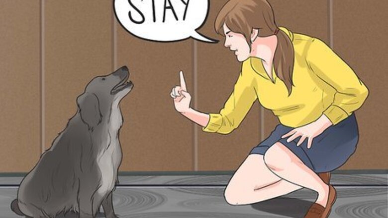How to Train Border Collies
