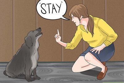 How to Train Border Collies