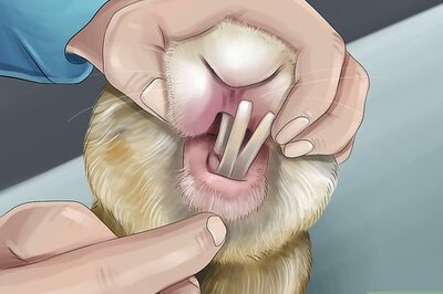 How to Handle Overgrown Teeth in Rabbits