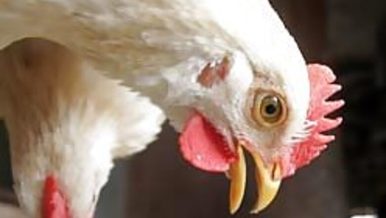 Indian bird flu vaccine @ 35 paise