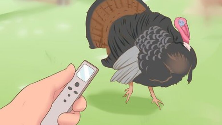 How to Use a Turkey Call
