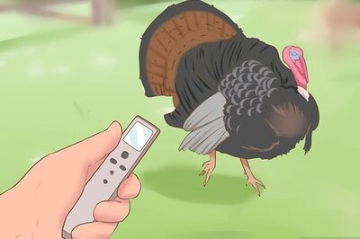How to Use a Turkey Call
