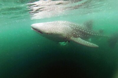 Swimming With Whale Sharks in Mexico