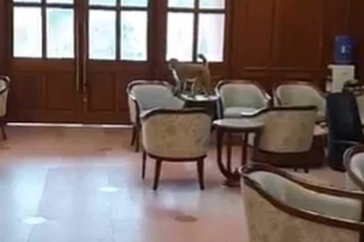 Watch: Monkey Sitting On Chair Inside MP Lobby In New Parliament Building