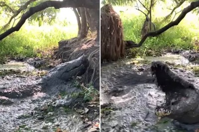 Crocodile, Perfectly Camouflaged In Mud, Charges At Cameraperson And Then ...