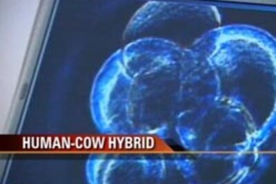 Human-cow hybrid embryo stirs debate in UK Parliament