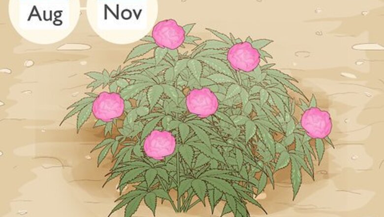 How to Divide and Transplant Peonies