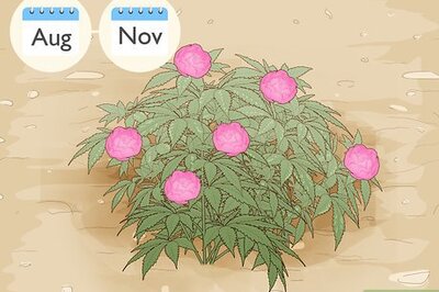 How to Divide and Transplant Peonies