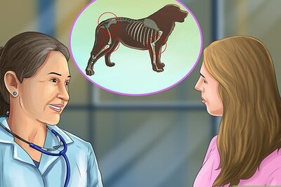 How to Exercise a Dog with Arthritis