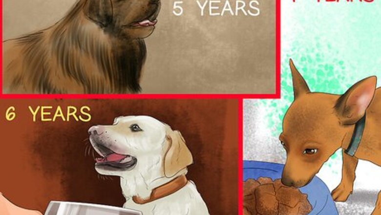 How to Feed Your Senior Dog a Healthy Diet