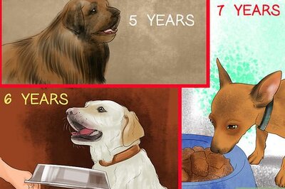 How to Feed Your Senior Dog a Healthy Diet