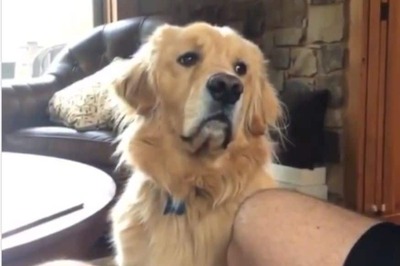 First Dog to Test Positive for Coronavirus in US Dies: Report