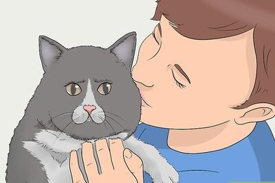 How to Keep a Cat in Your Yard
