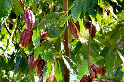 Chilly In The Chocolate Factory: Togo Finds Melting Fix