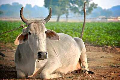 News Digest: Rajasthan Govt Plans Research Centre to 'Protect' Cows