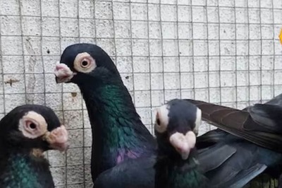 Pigeon Suspected to Be Used by Chinese for Spying Released After 8 Months: Mumbai Police