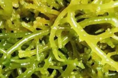 This Kanyakumari Company Isolates 18 Minerals From Seaweed To Make Healthy Products