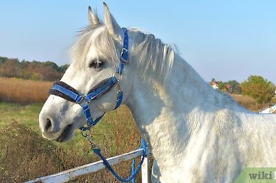 How to Tack up a Horse