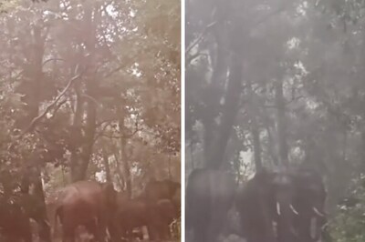 Wildlife Enthusiast Narrates Horrifying Encounter With Elephants