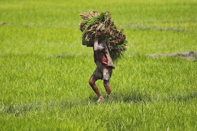 MSP Will Stay and Farmers Will Get Investment, Technology: Govt on Farm Sector Bills