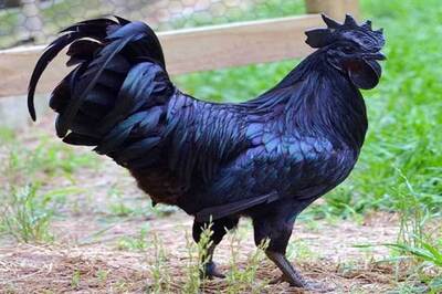 MP Govt Launches App For Ordering Famous Kadaknath Black Chicken