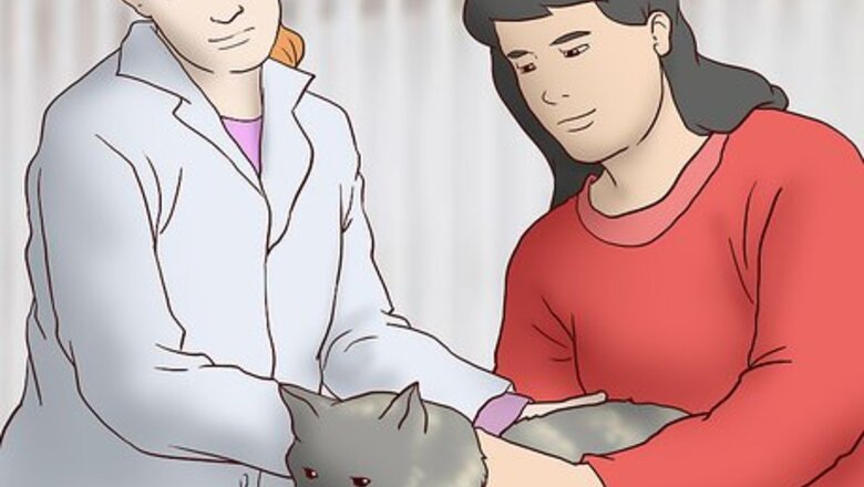 How to Treat Separation Anxiety in Cats