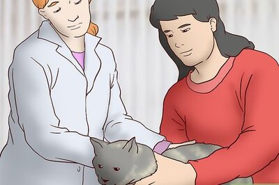 How to Treat Separation Anxiety in Cats