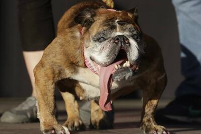 English Bulldog Drools Way to World's Ugliest Dog Crown