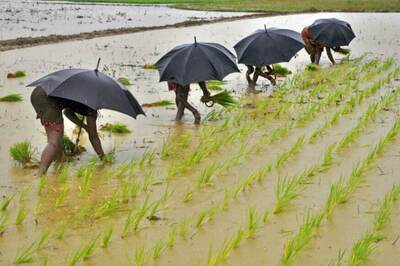 Govt Extends Interest Subsidy on Small Crop Loans Till May 31 Amid Lockdown