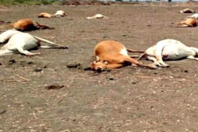 Over 100 Cows Died in UP Villages over Two Days, Probe Ordered