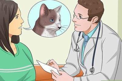 How to Give a Cat Medicine