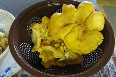 How to Dry Saute Mushrooms