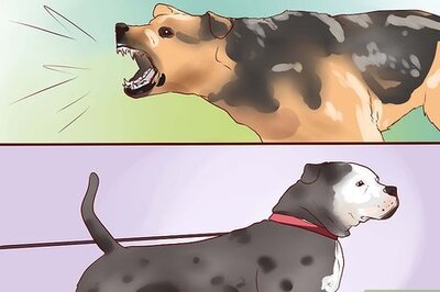 How to Train a Guard Dog