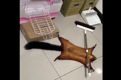 Flying Squirrel Creating A Crime Scene For Attention Is Too Adorable To Miss